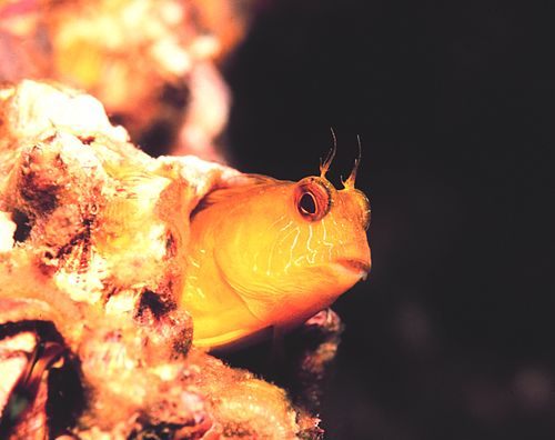 Seaweed blenny